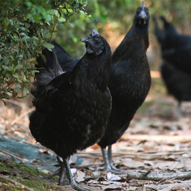 黎元堂生态农场