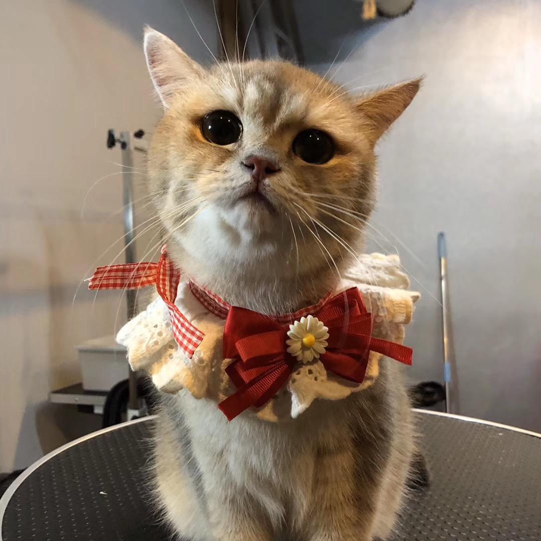 乖巧猪咪