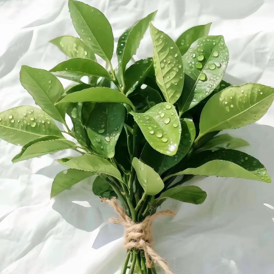 重塑人生的赵灵儿