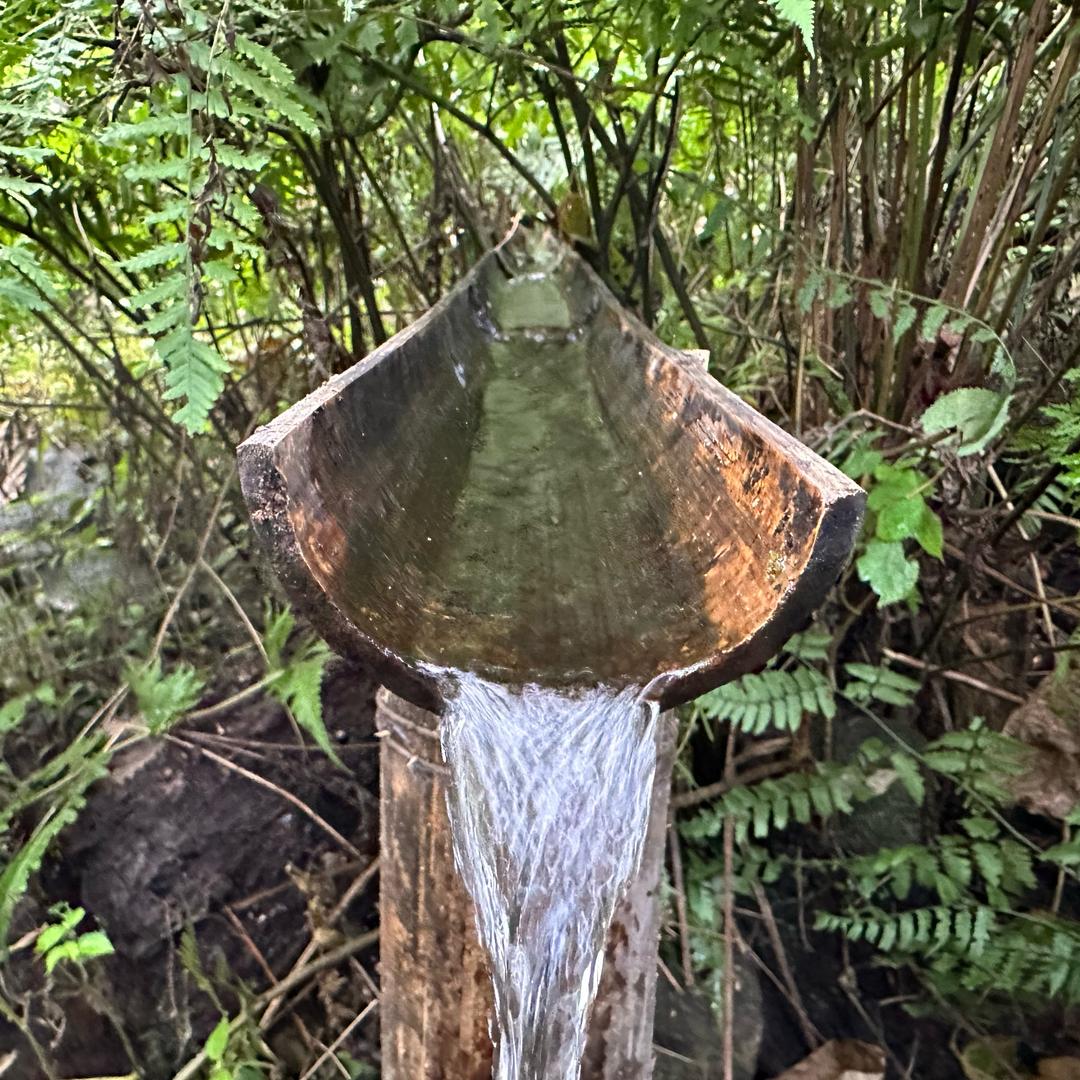 杨建平桑追古茶