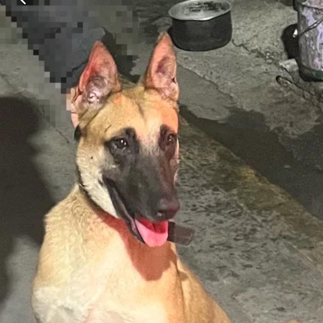 马犬、护卫犬