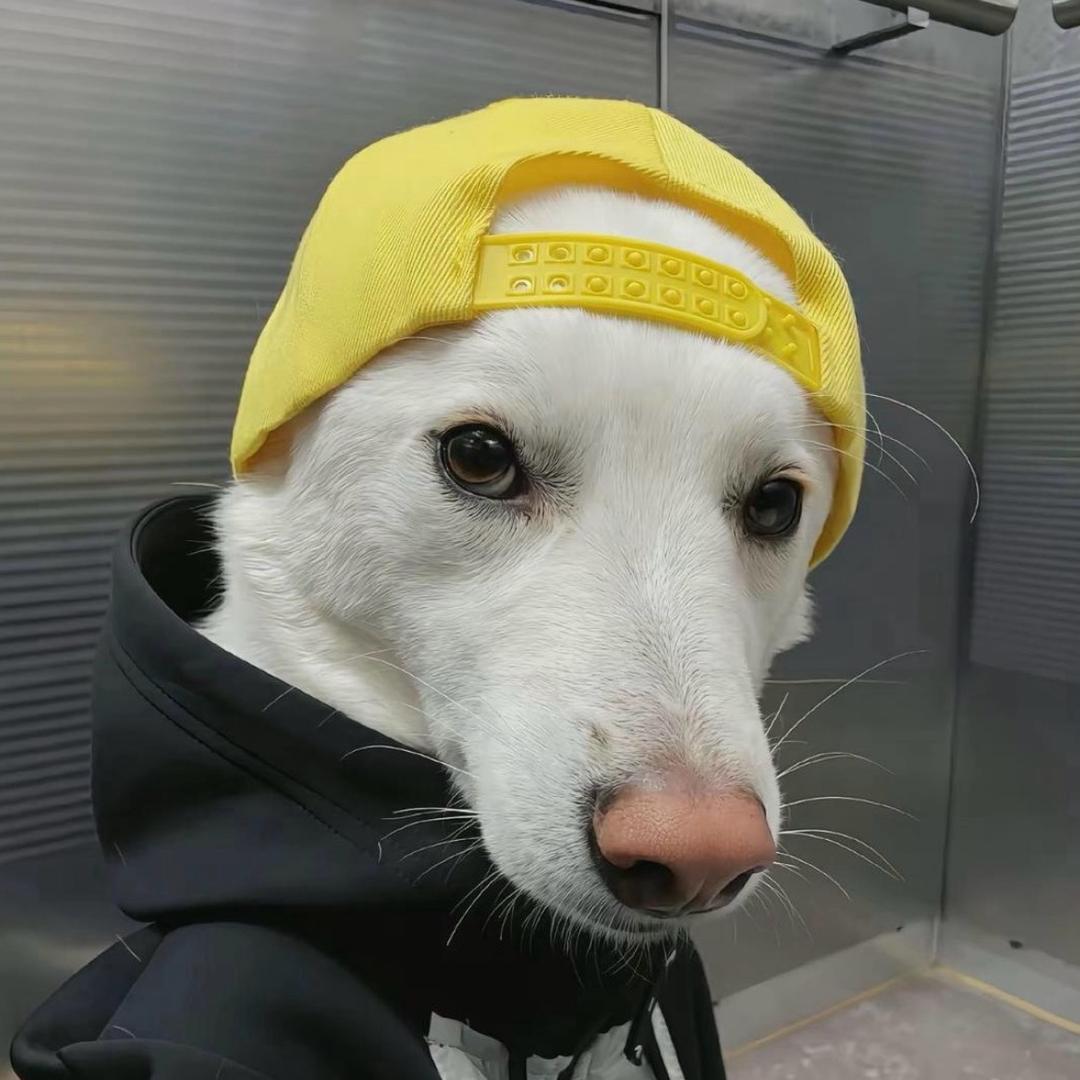 七阳
