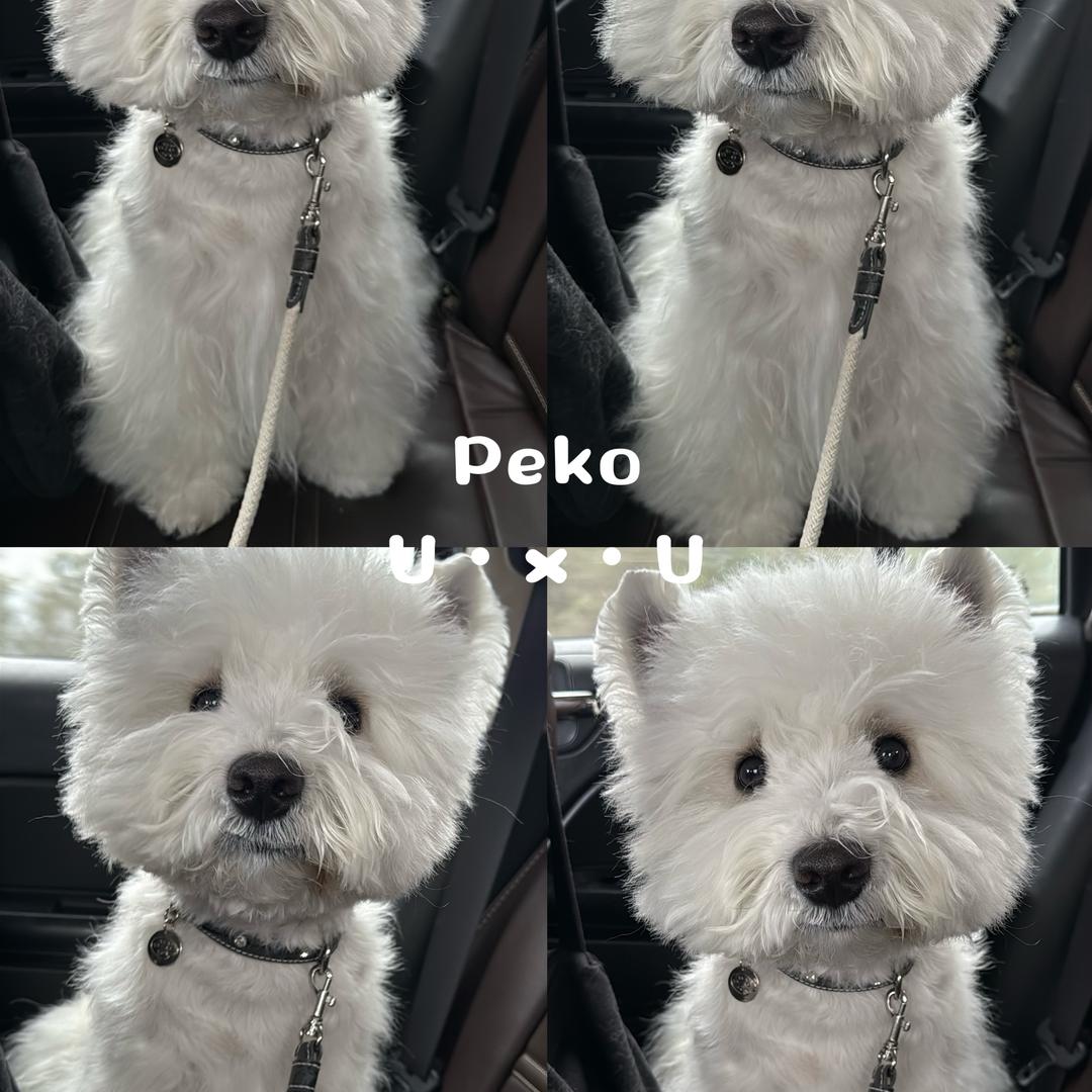屁扣Peko