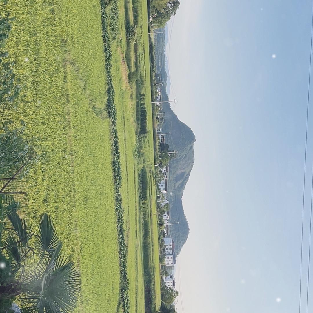 实心玉竹——大掌柜