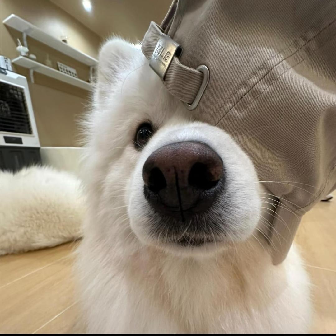 𝗸𝗶𝘁𝘁𝘆