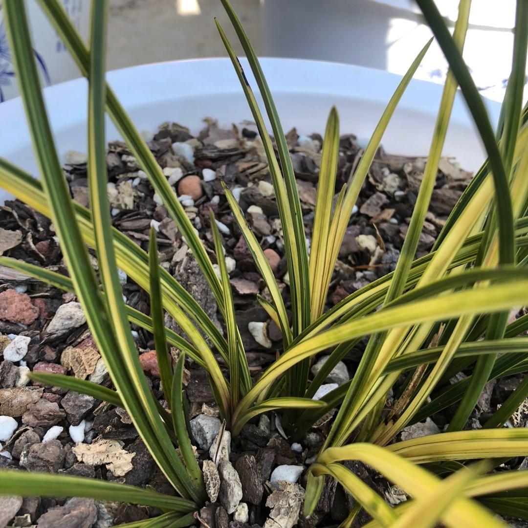 蕙兰红香妃江忆兰园