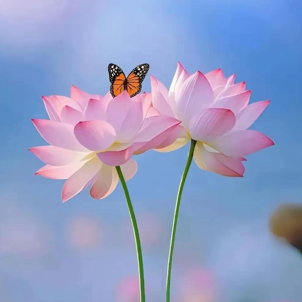 এ᭄等风来ꦿএ