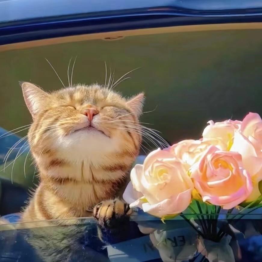晨光熹微🌞