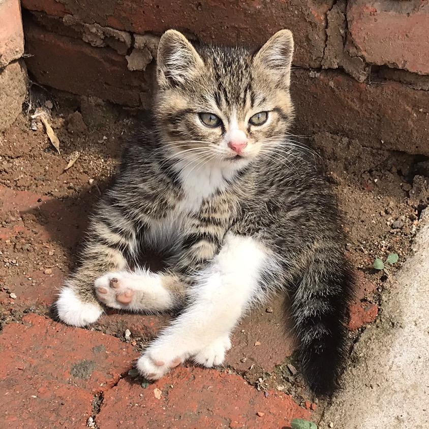 猫久儿