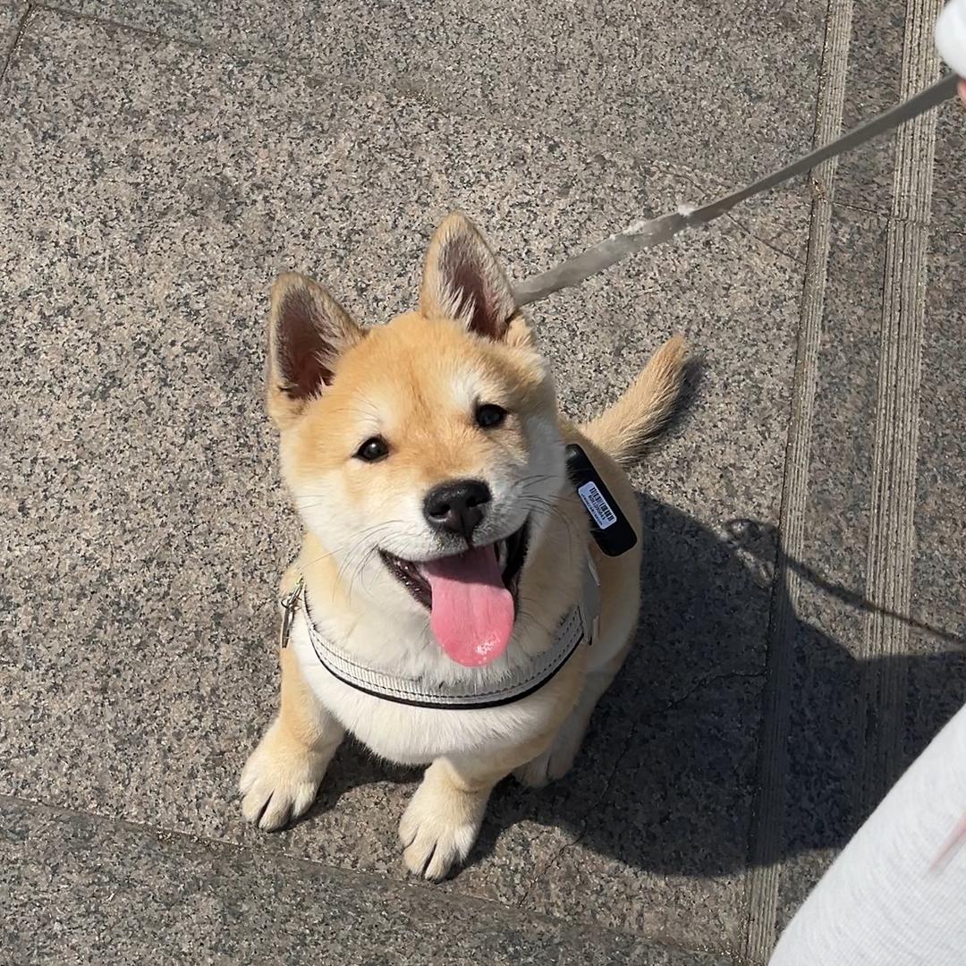 田园犬皮蛋-成长日记