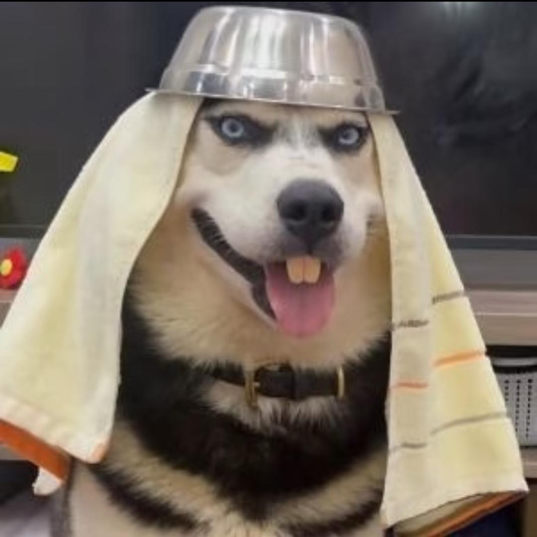 笨蛋总爱牛眼泪
