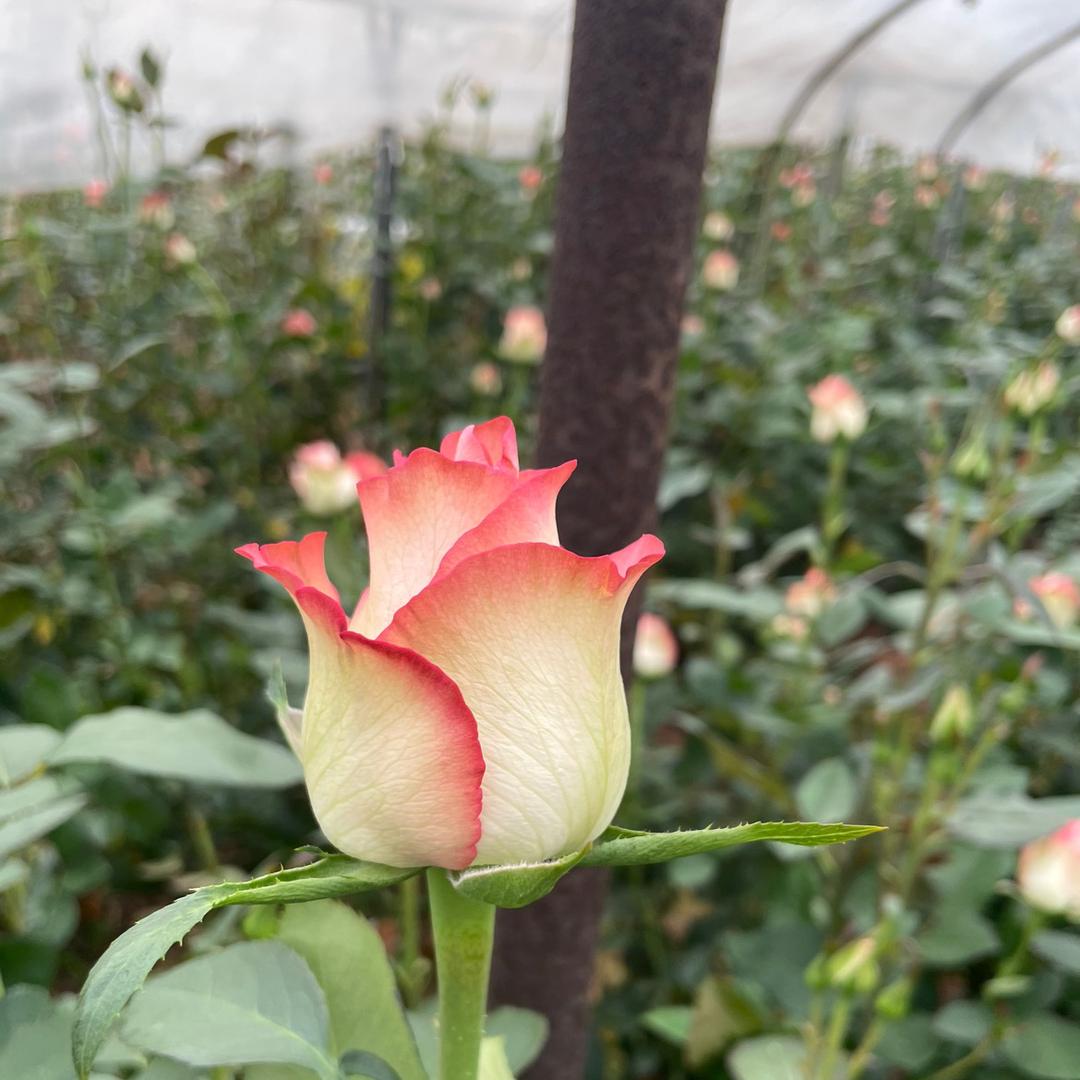 花华的花