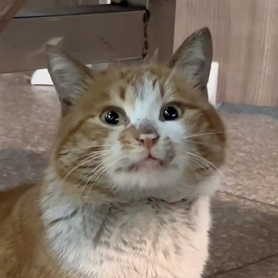 喜欢猫的煤矿工人