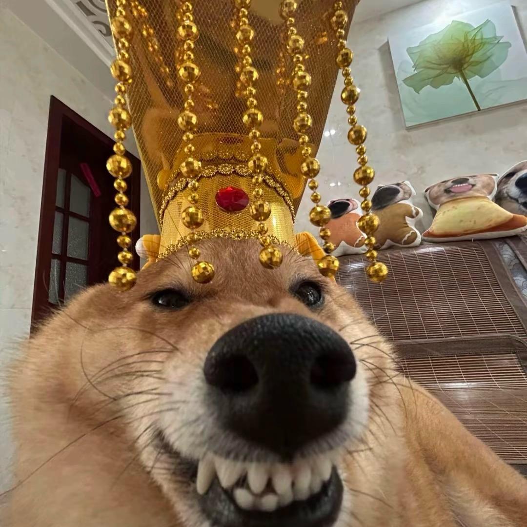 鹏 ～十三