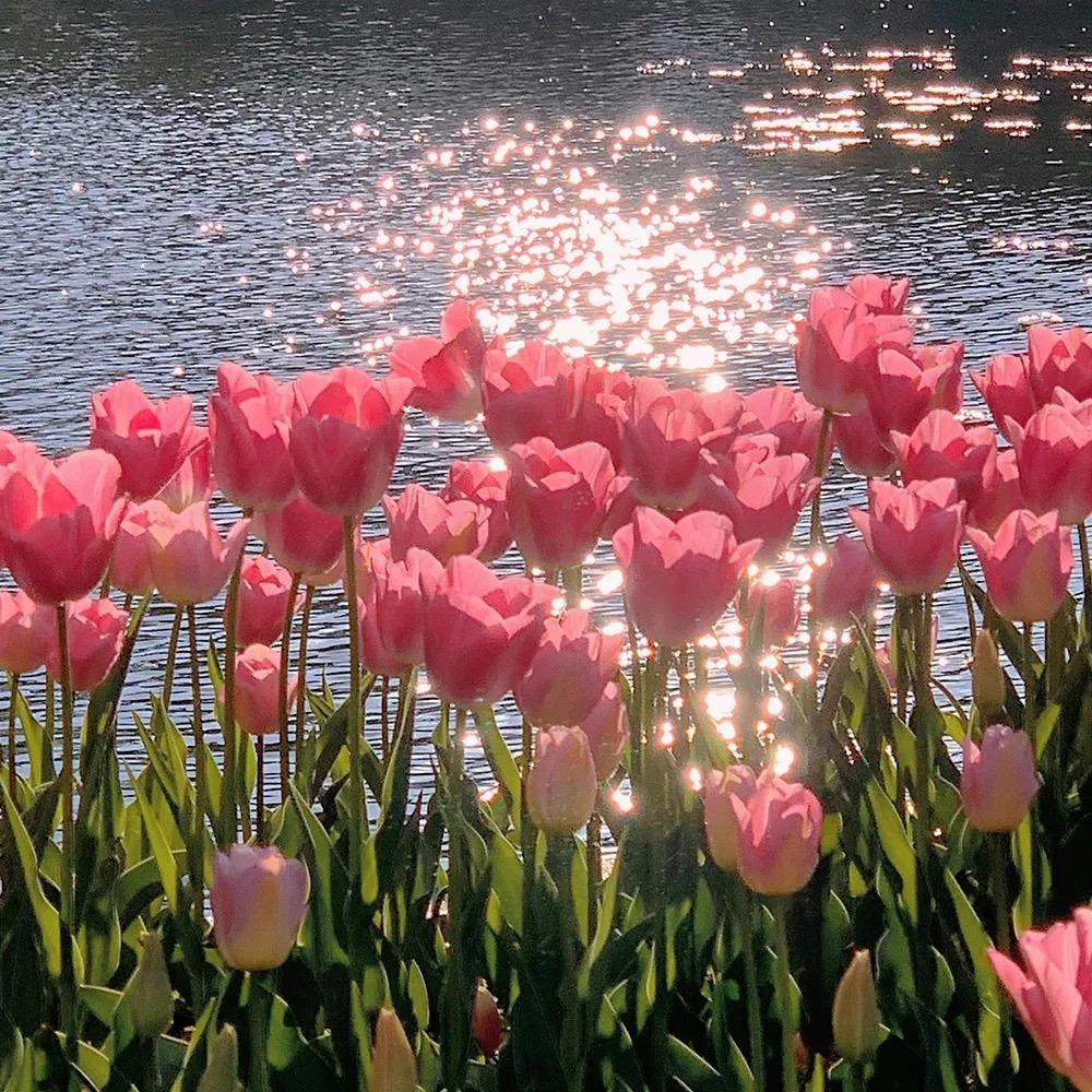 🌸🌸