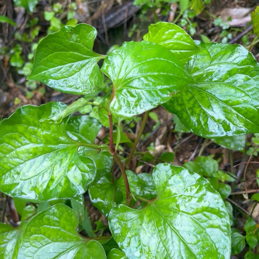 万载大碗茶陈姐