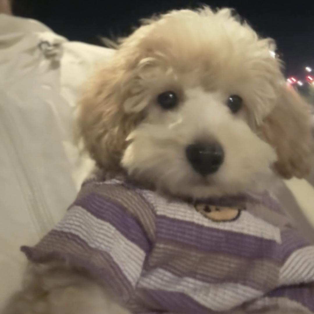 嘟嘟是只泰迪熊🧸