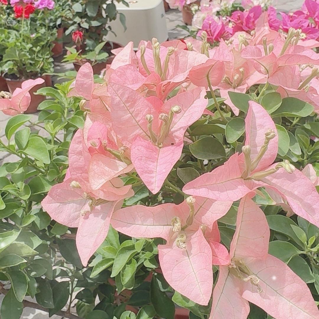 苏氏花卉【阿西燕】