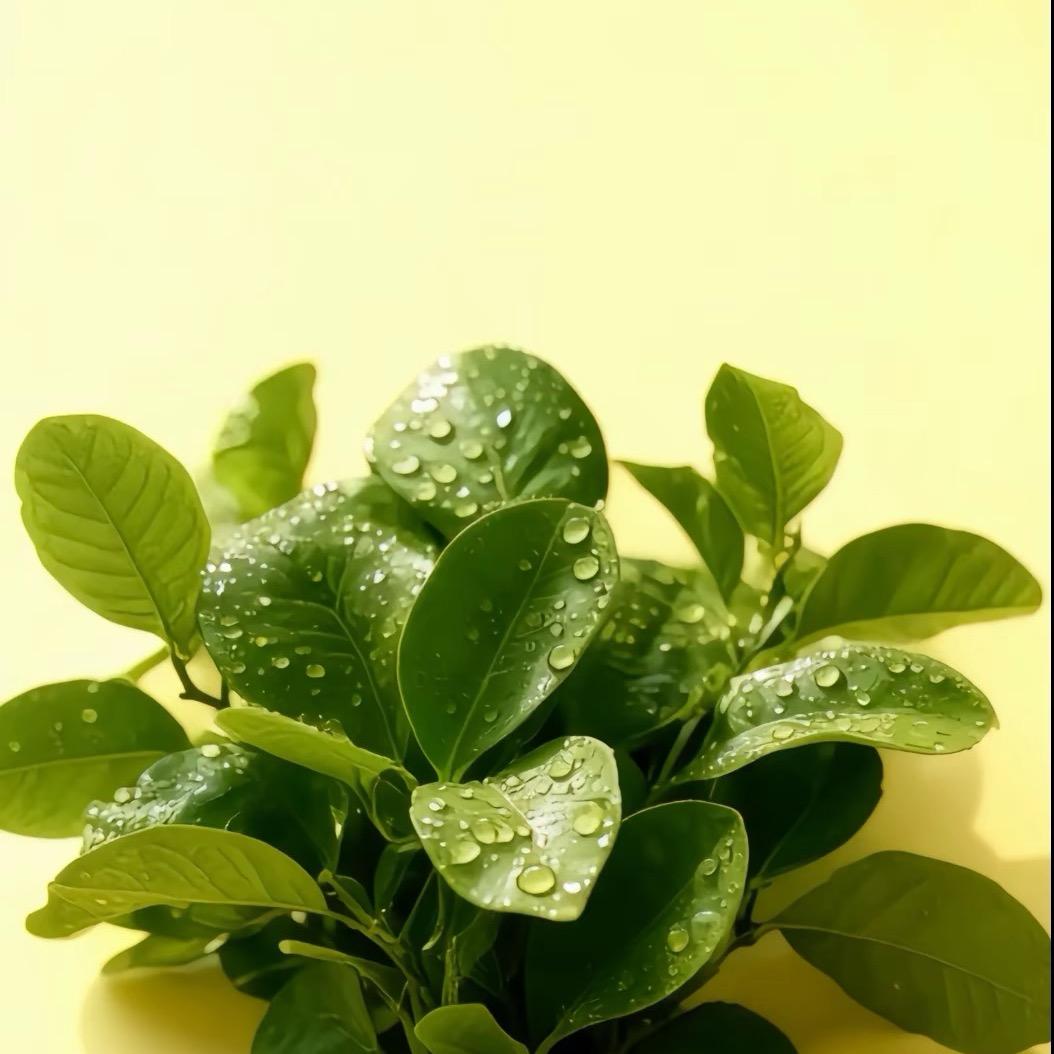 W-u（旅行社组团免费坐飞机）