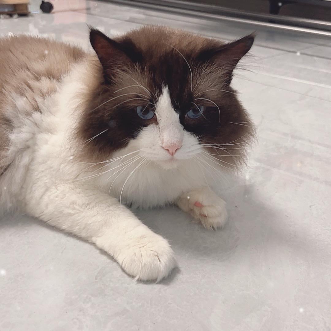 芬迪的摆烂生活