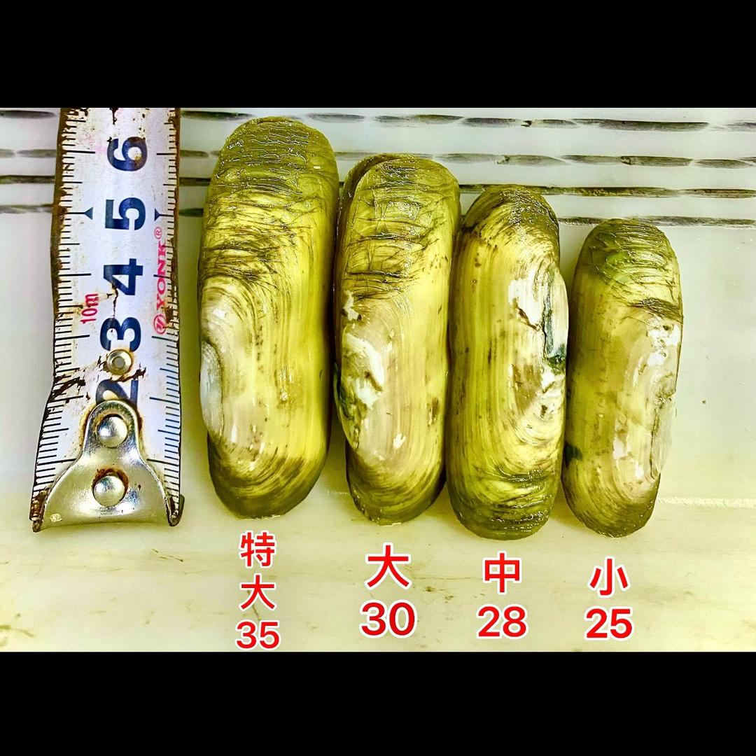 蛏霸天下/食材供货