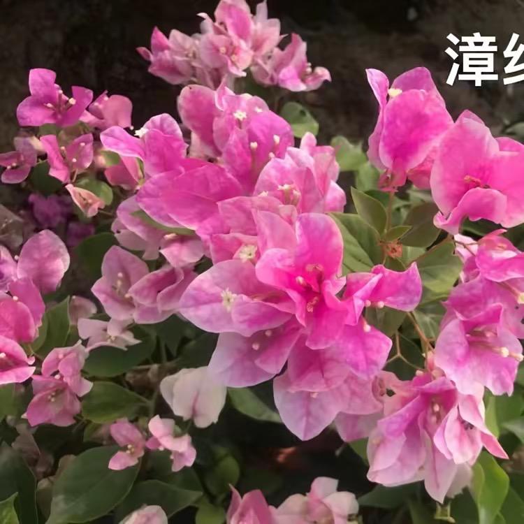 南宁梁记三角梅