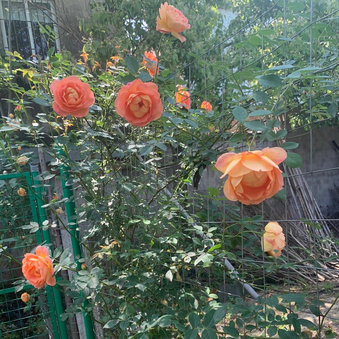 开心，夫妻的日常生活🎈🎈