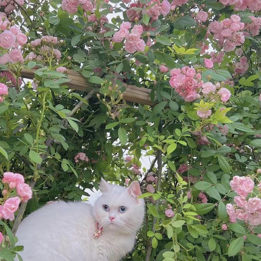 一枝富贵花