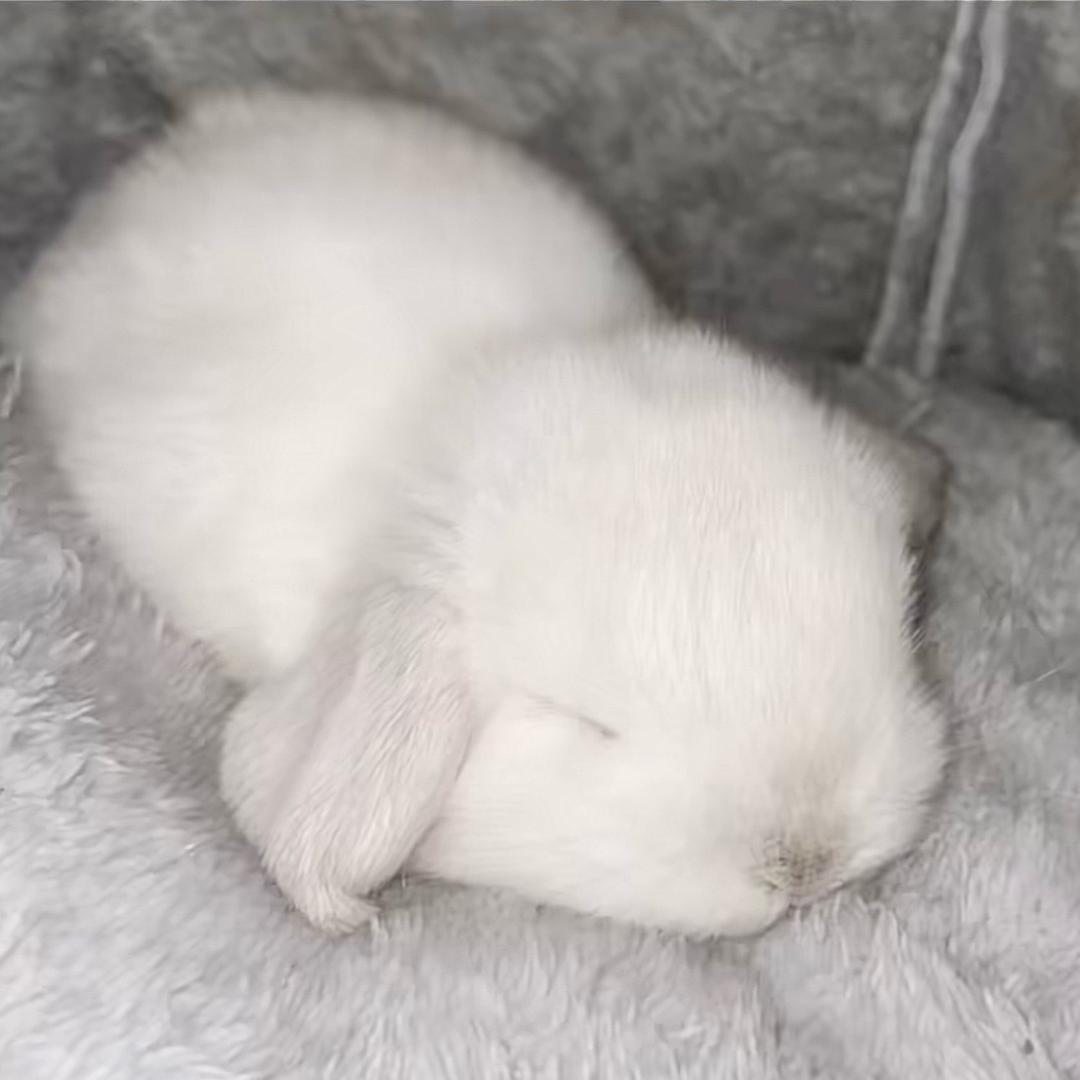 小悔