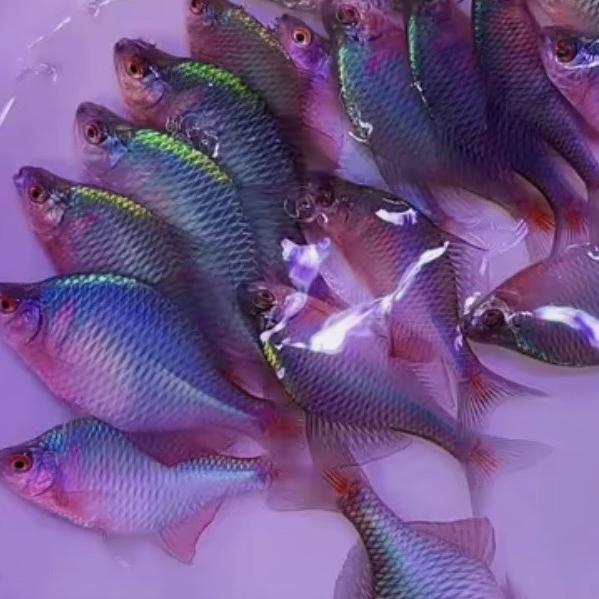金金水族