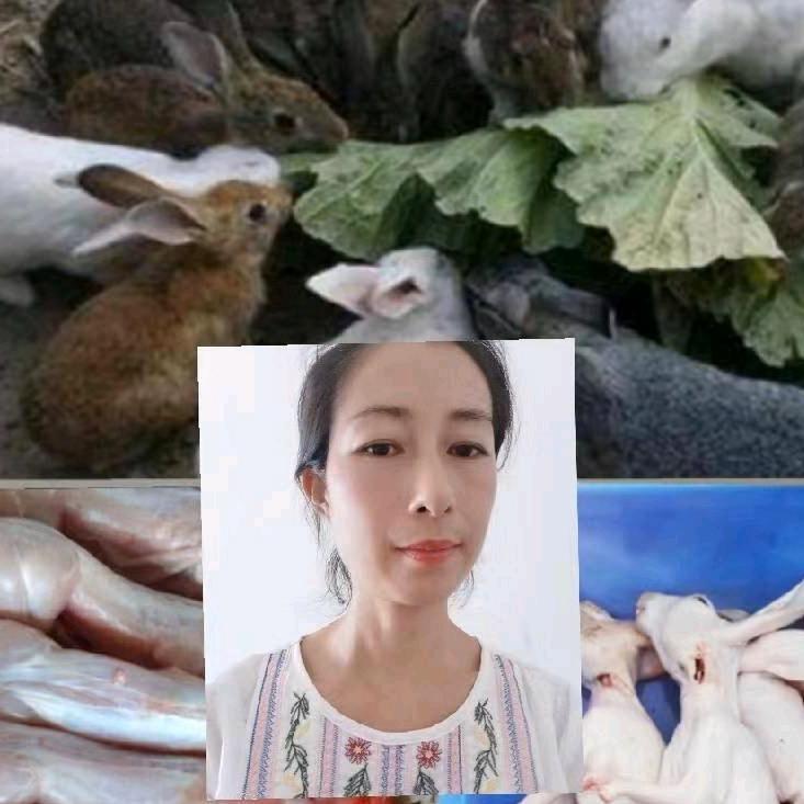 雪梅【兔子】