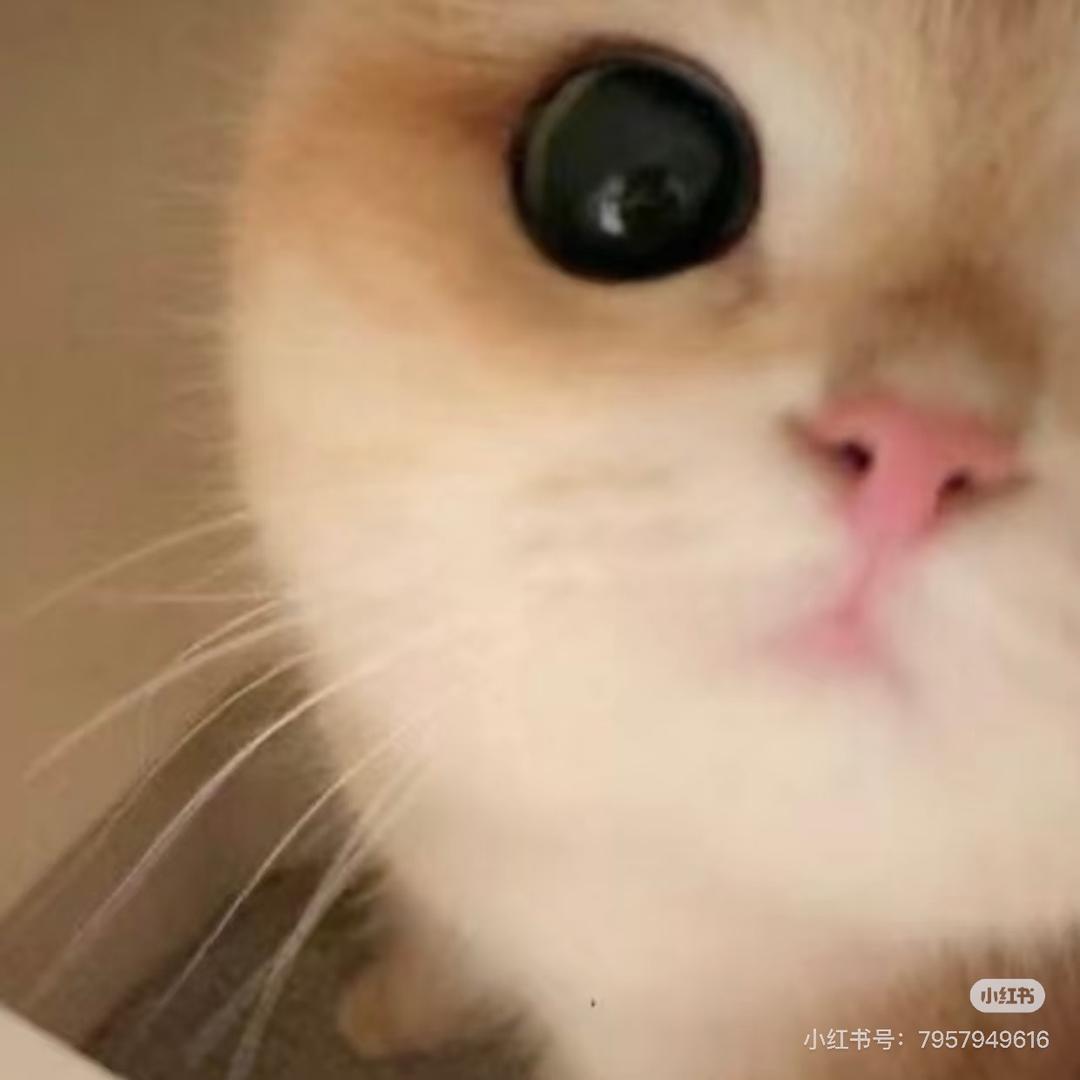 小猫。