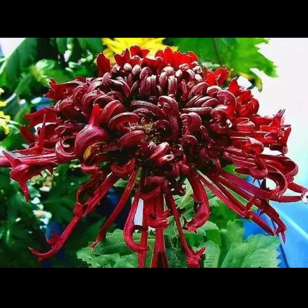 黄荣