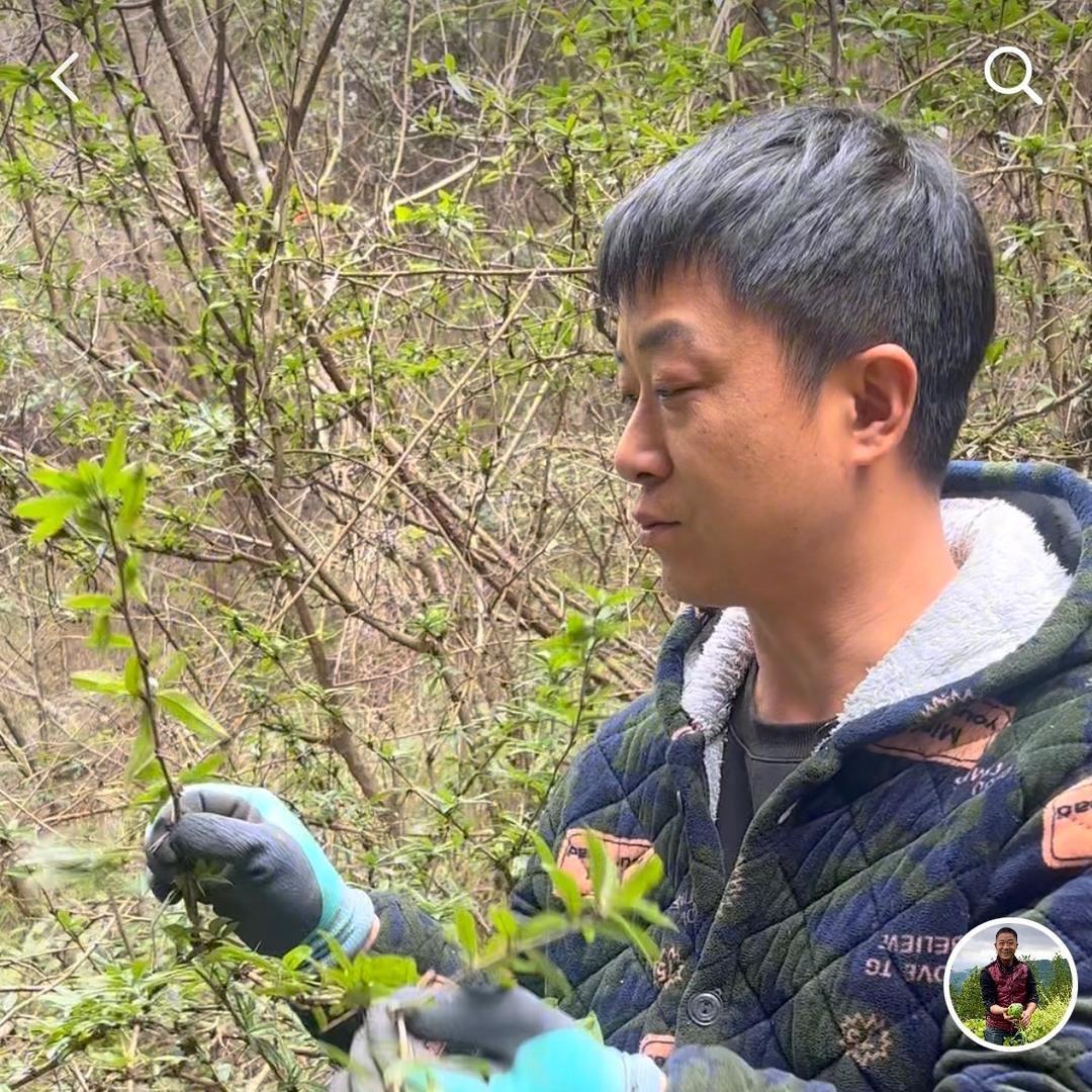 舅舅找山货(杨)