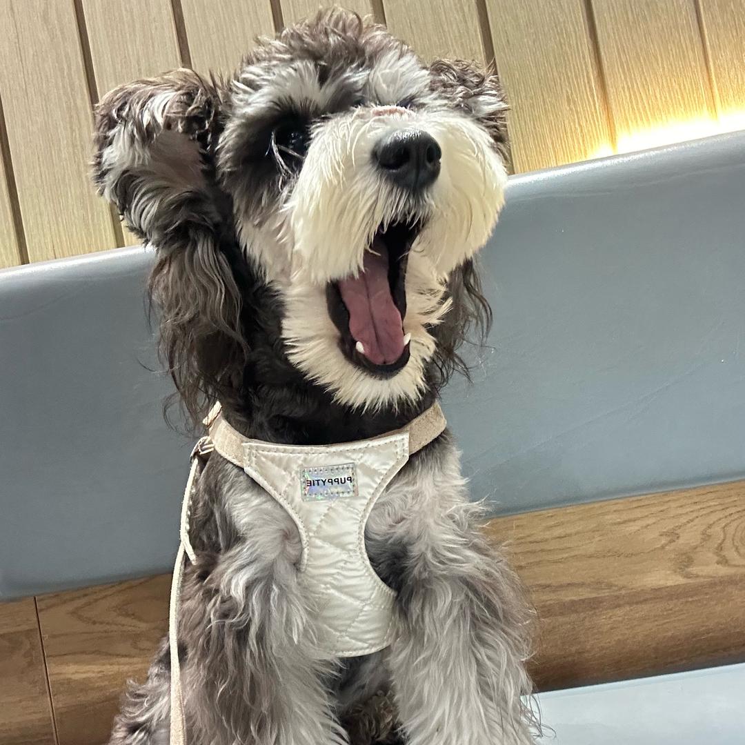 歪宝的衣橱（宠物服装）