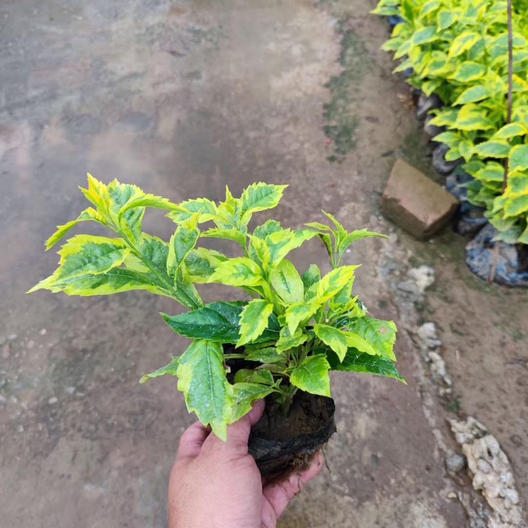 如果?没有如果