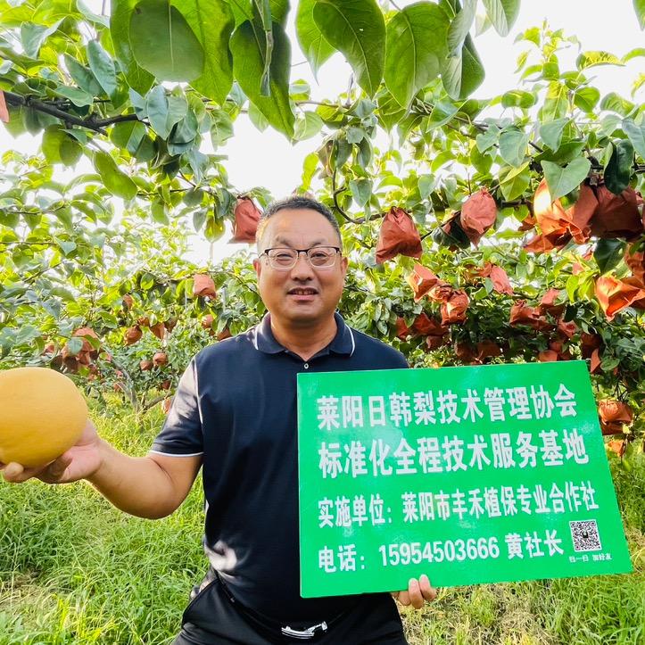 莱阳市丰禾植保，专业技术托管秋月梨！