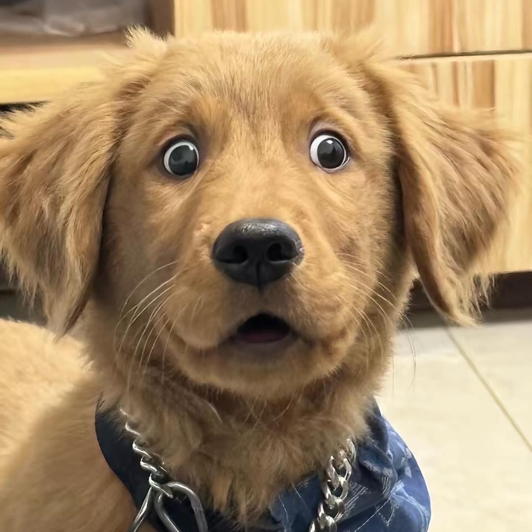 长矛沾💩戳谁谁死