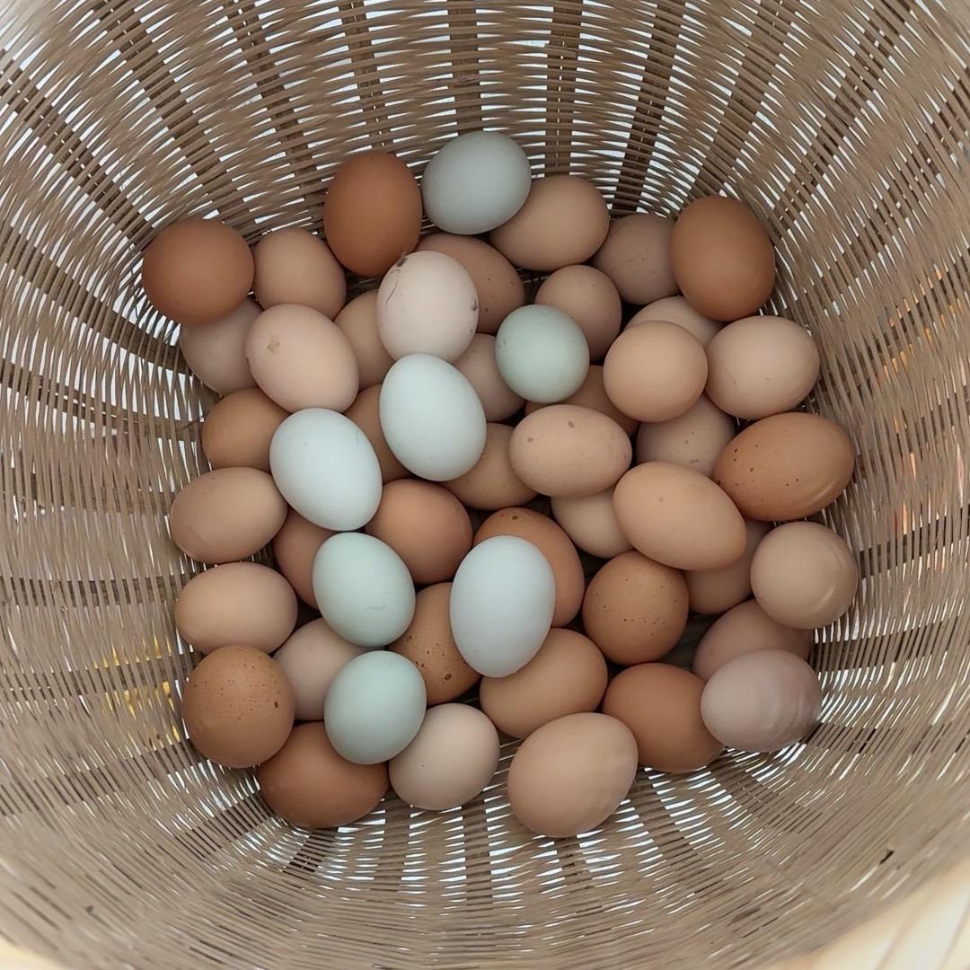 农村小张(记录在家养鸡)