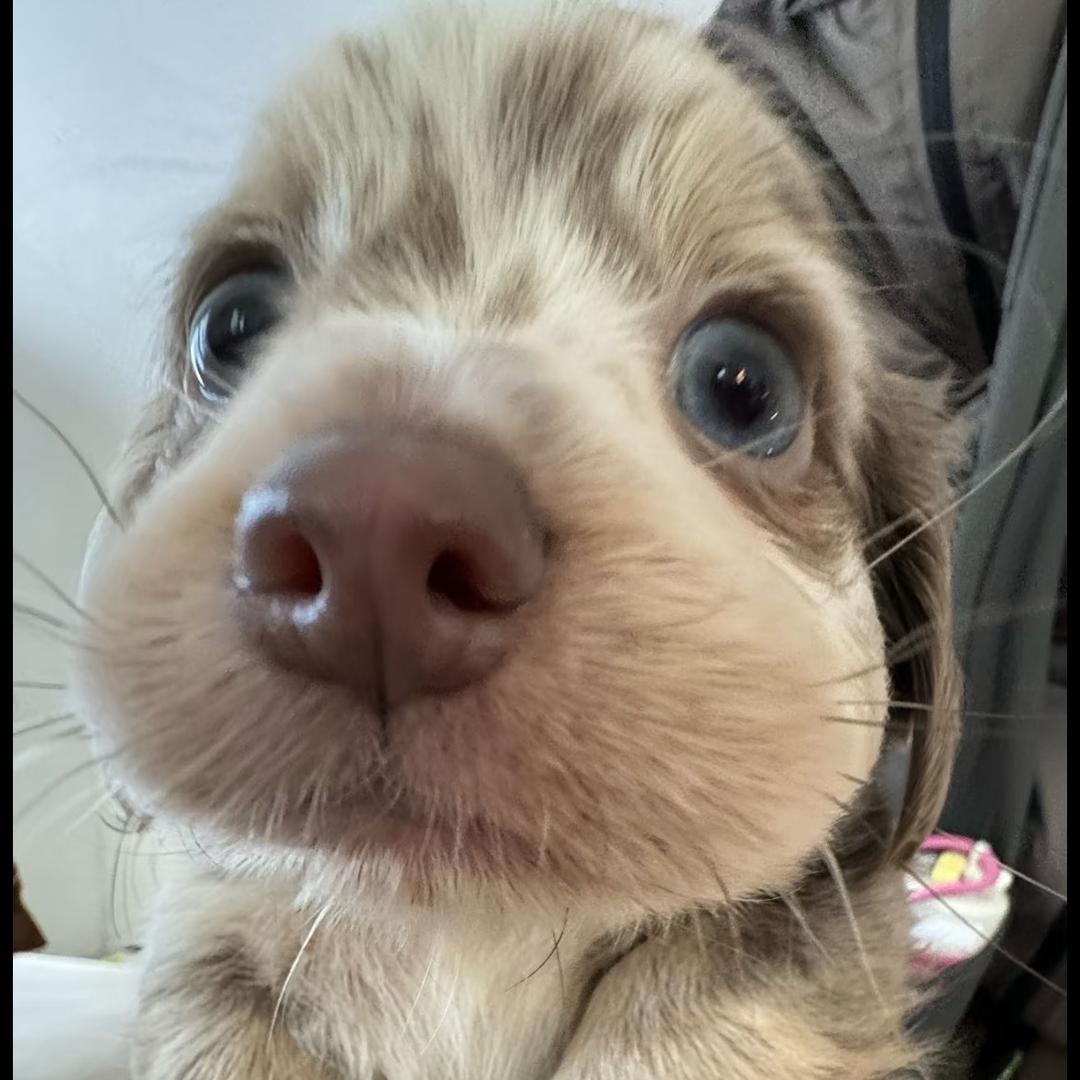 暴富小🐶