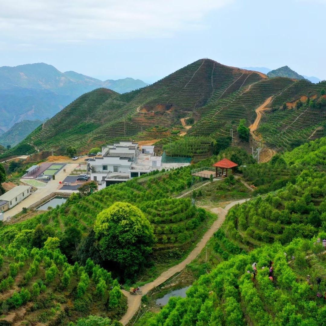 鸭屎香单丛茶业