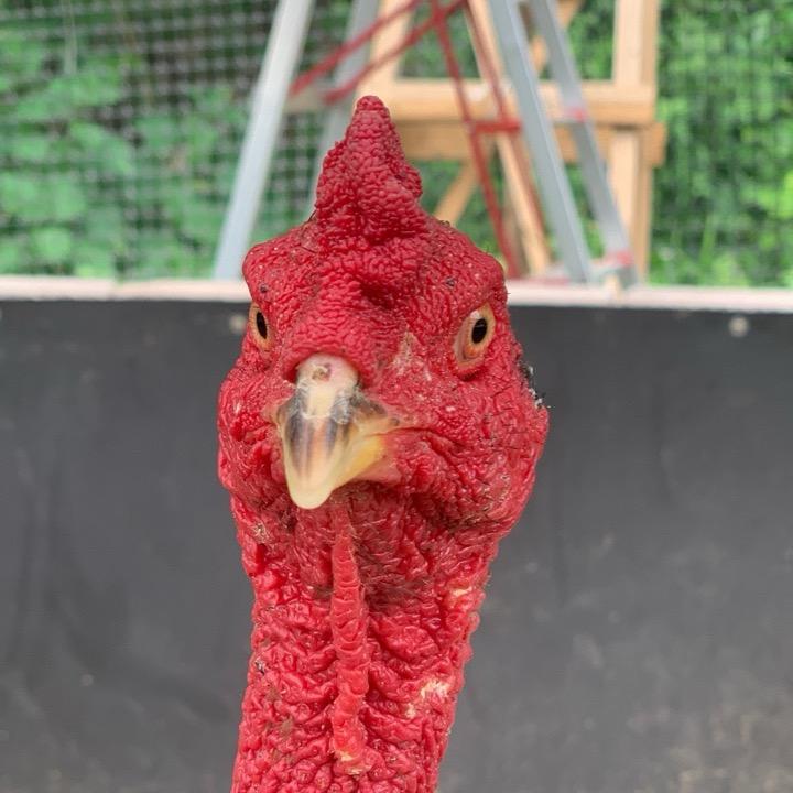 宏达斗鸡养殖2