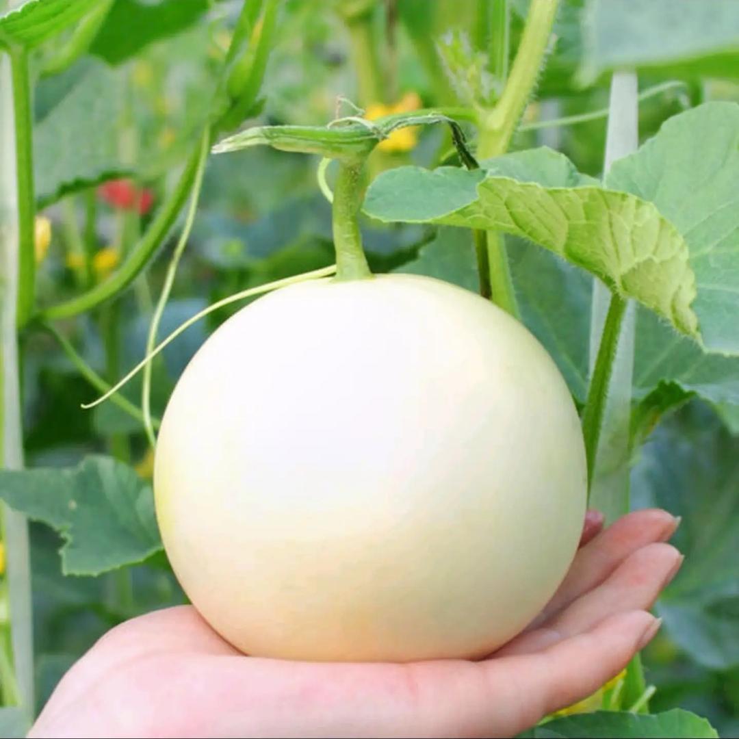 清甜玉菇