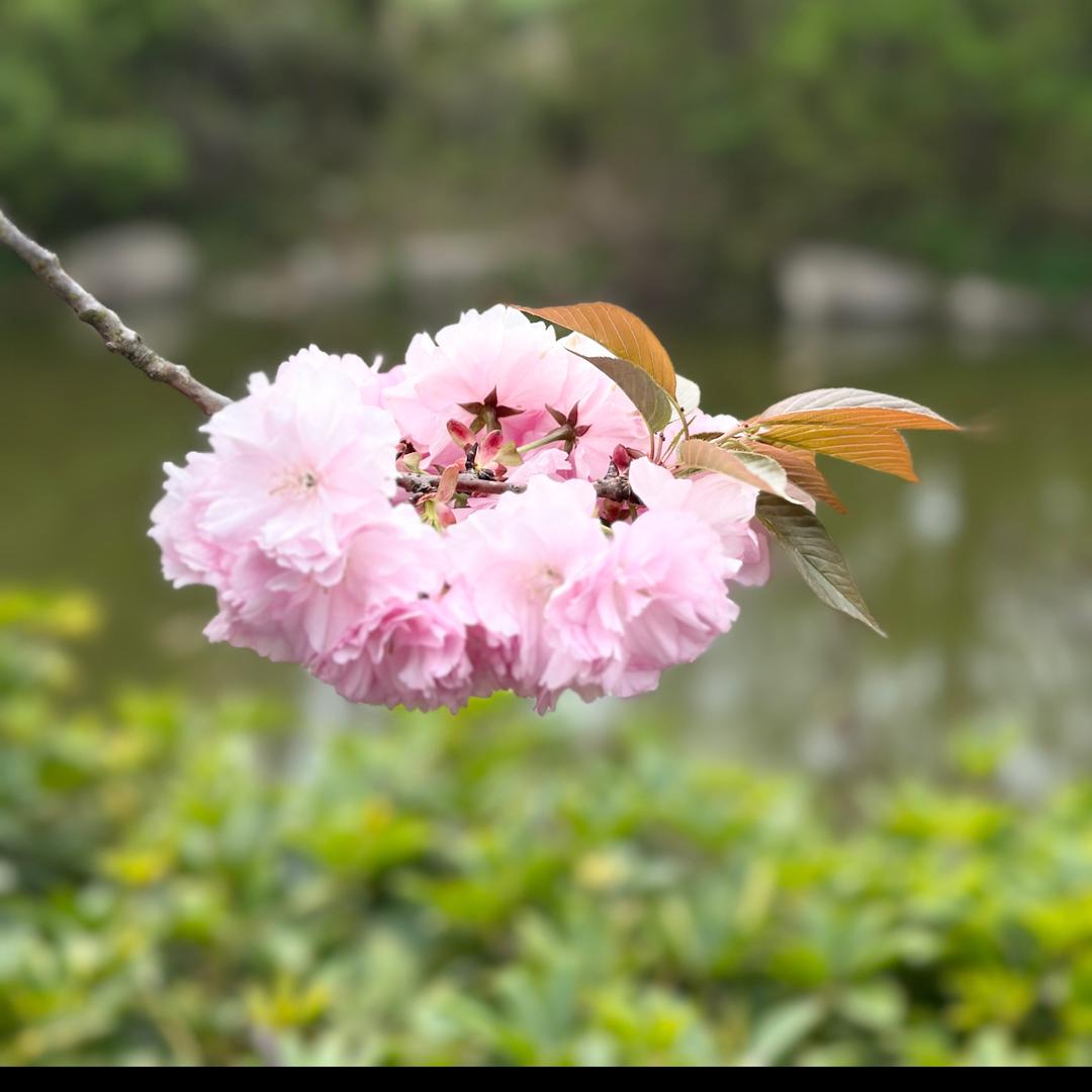 柒玥的风€