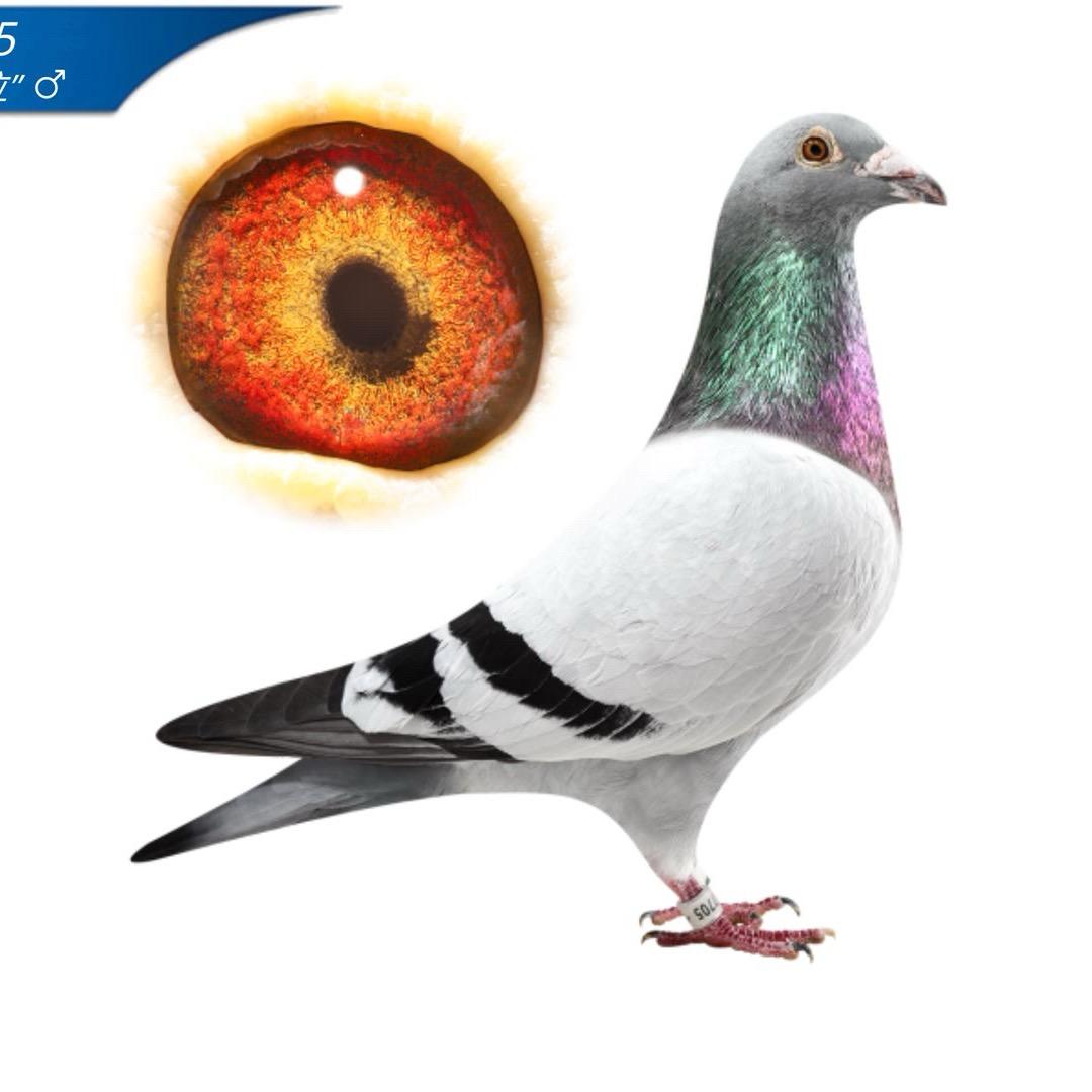 欧洲信鸽育种中心