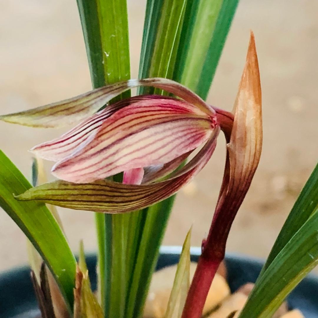 南靖县菊兰轩兰花种植场