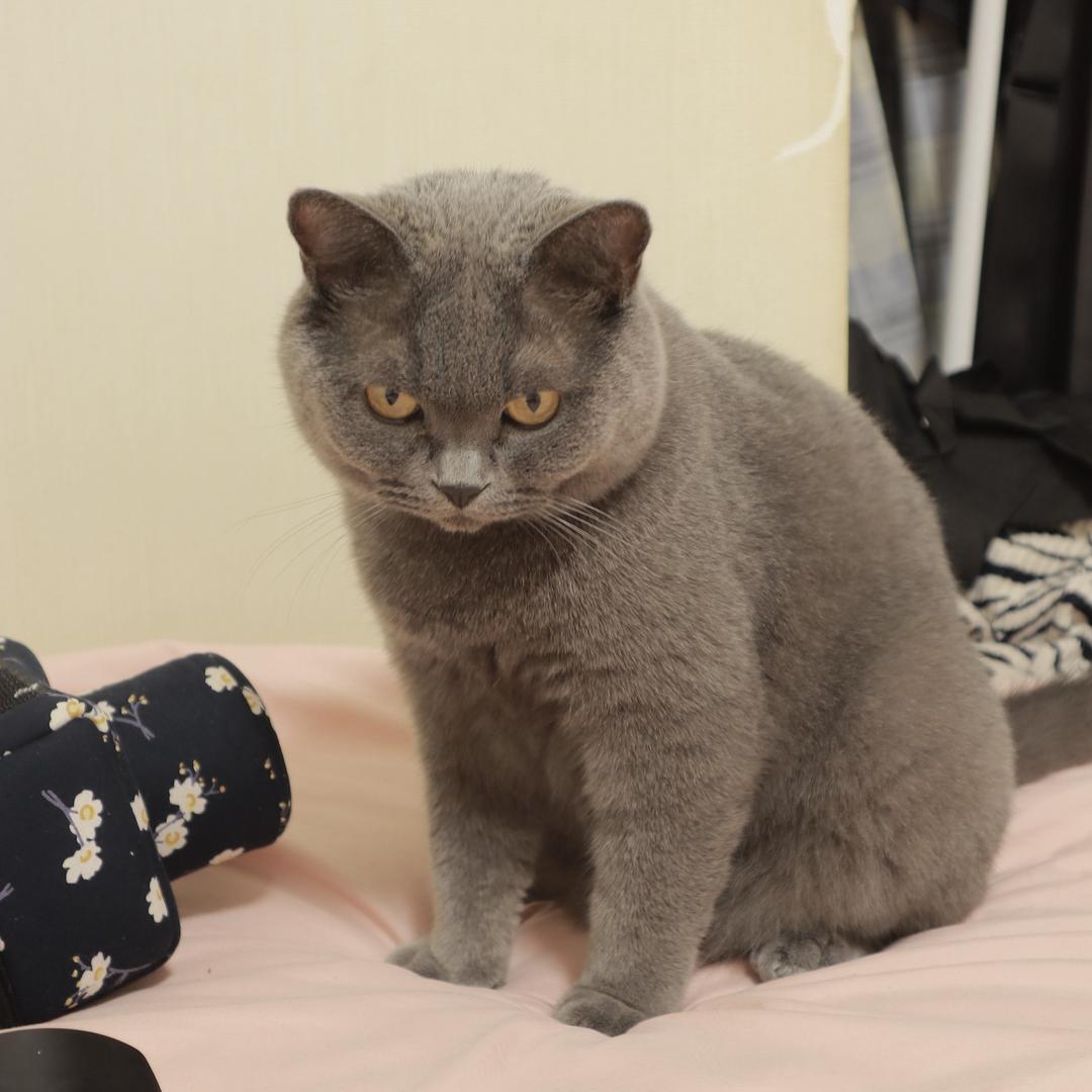 杰克大王