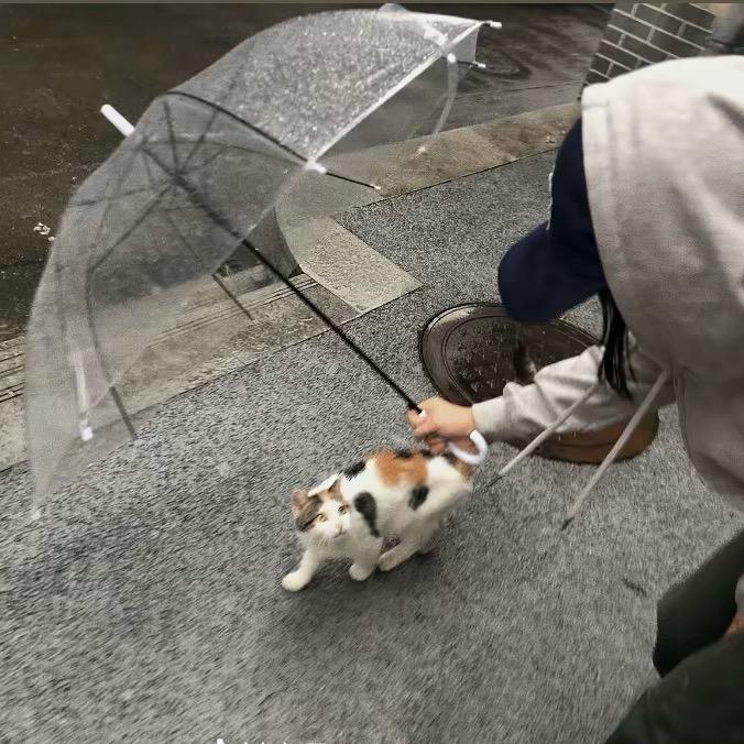 司徒艺琳