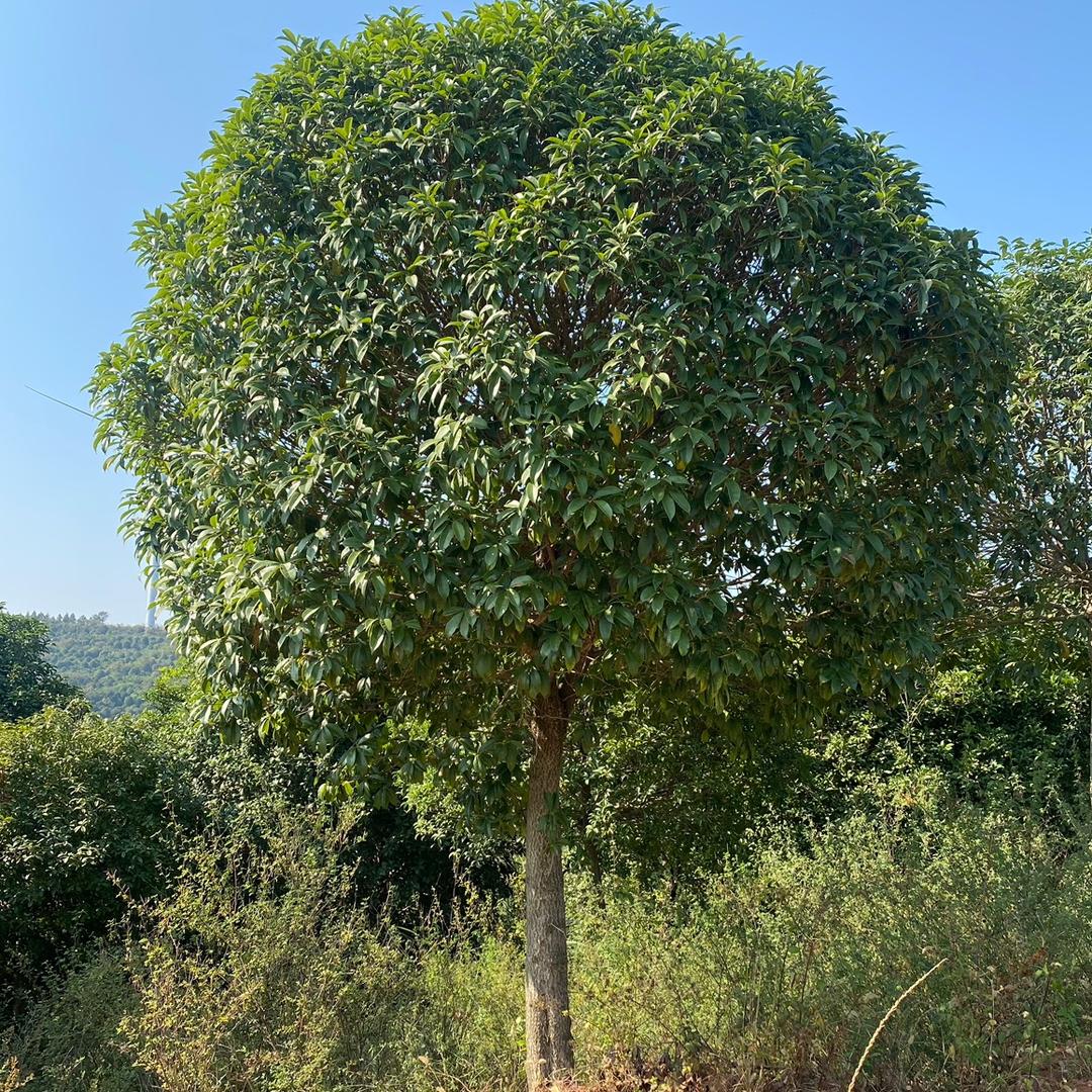 春天苗木基地（桂花、茶花、樱花）