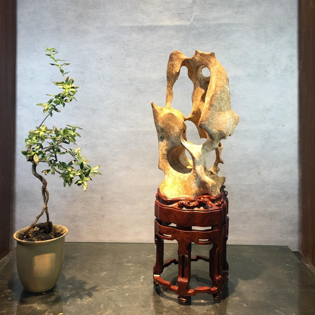 大韦奇石（英石，附石，龟纹石)